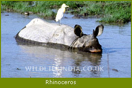 Rhinoceros