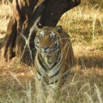 Tigers in Bandhavgarh
