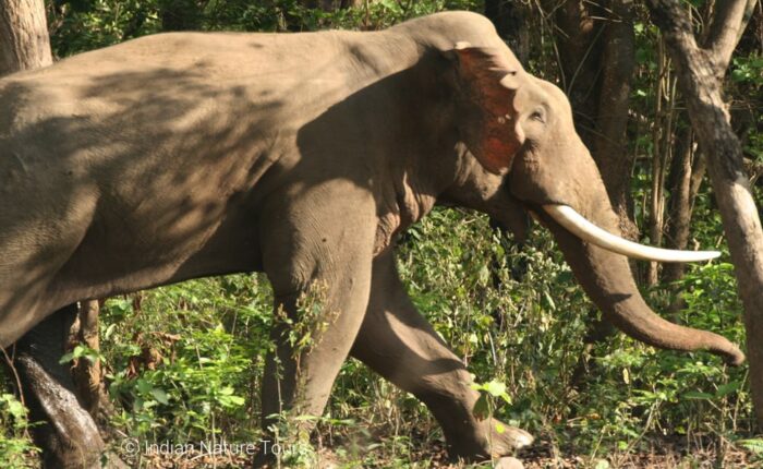 Elephant, Wildlife India