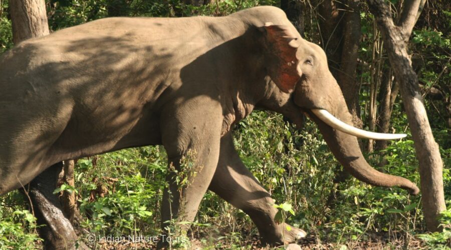 Elephant, Wildlife India