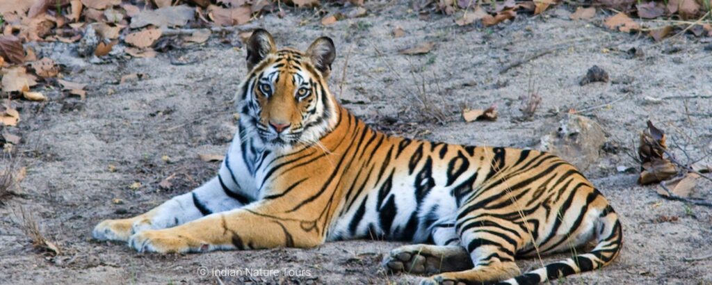 Tigers India