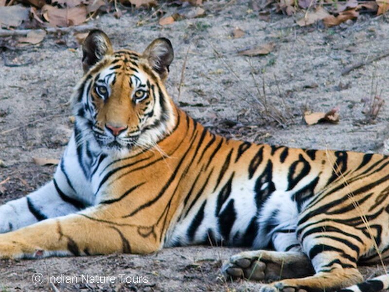 Tigers India