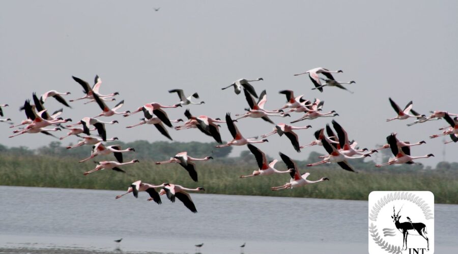 Western India Birding
