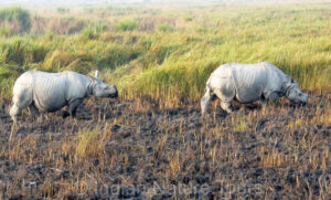 Rhino Kaziranga