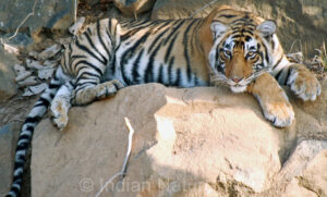 Tiger Sitting on Rock - Ranthambore