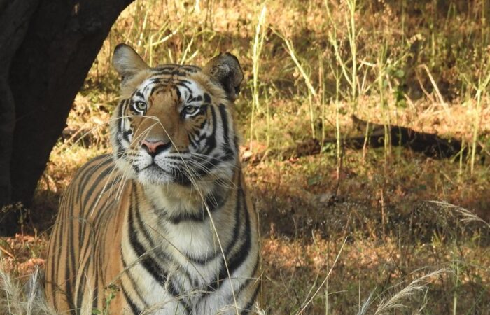 Tigers in india