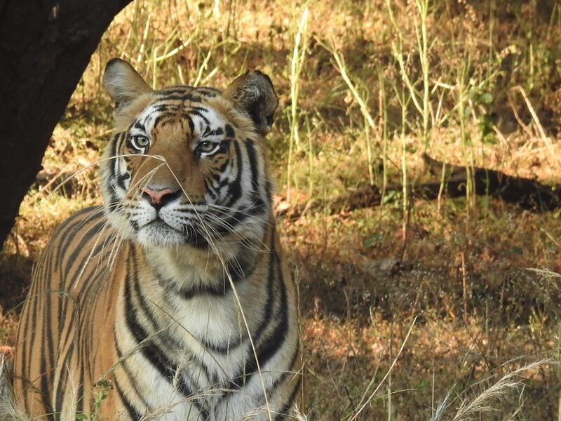 Tigers in india