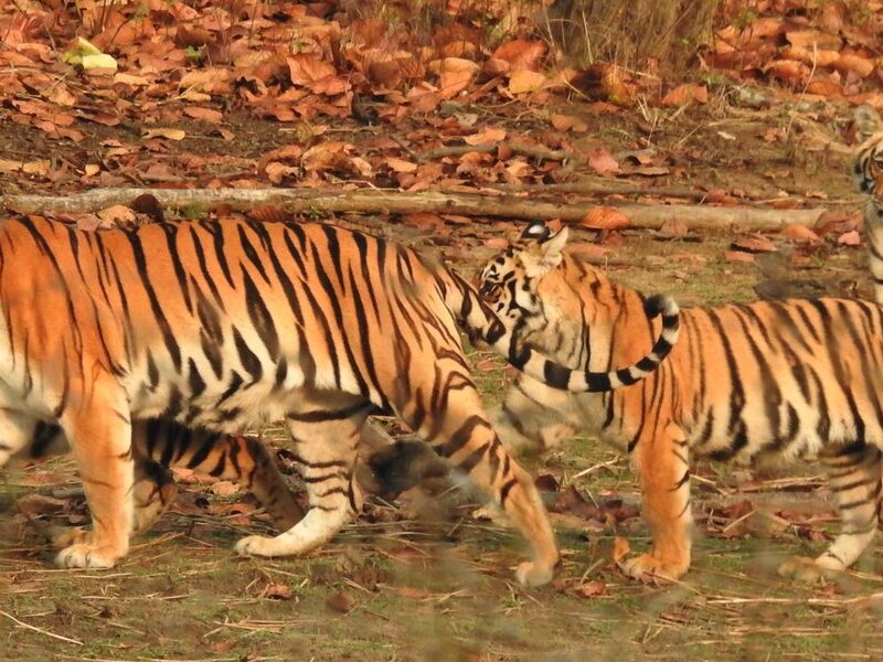 tigers of india