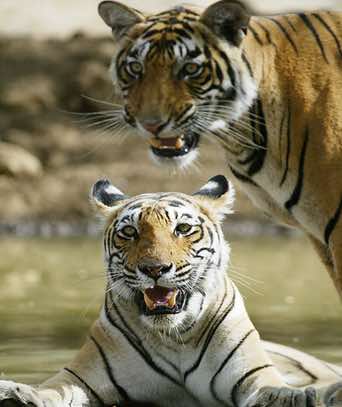 western india tiger