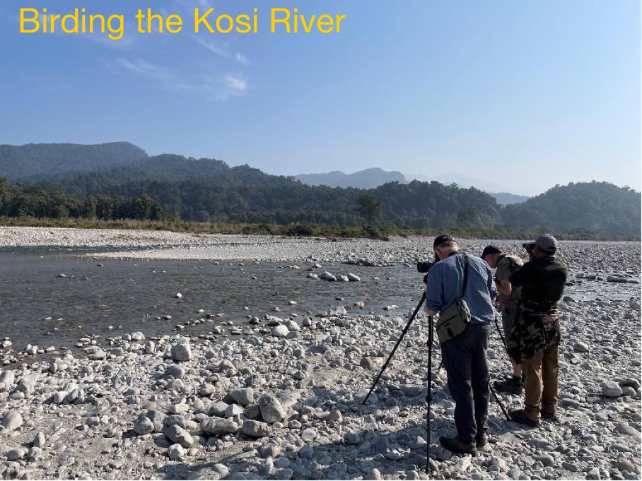 Birding the Kosi River
