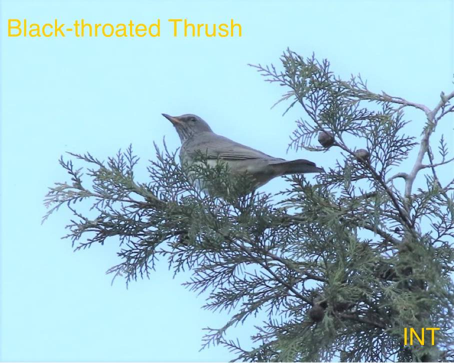 Black-throated Thrush