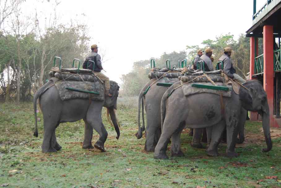 kaziranga national park-safari elephant